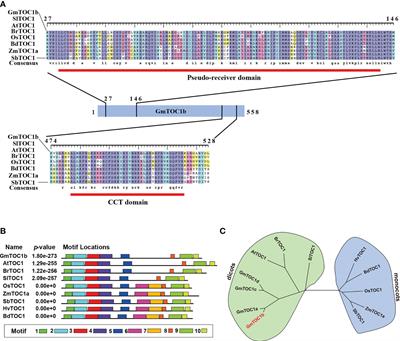 GmTOC1b inhibits nodulation by repressing GmNIN2a and GmENOD40-1 in soybean